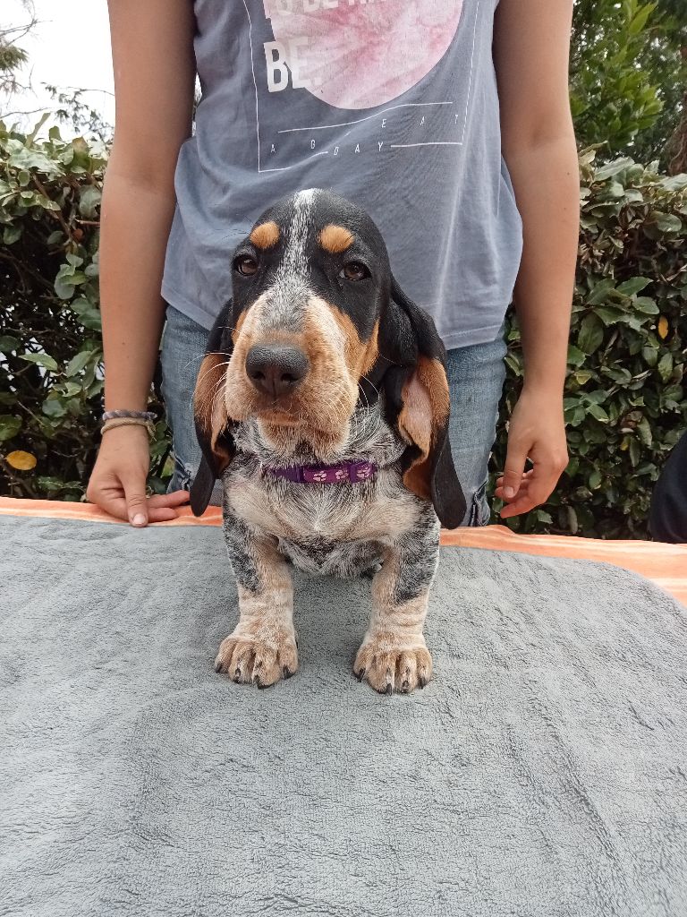 du Rallye Gascon Normand - Chiot disponible  - Basset bleu de Gascogne