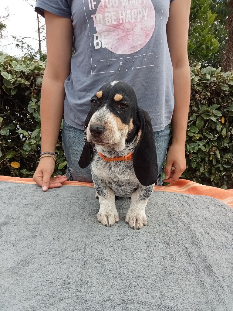 du Rallye Gascon Normand - Chiot disponible  - Basset bleu de Gascogne