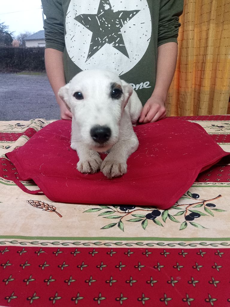 du Rallye Gascon Normand - Chiot disponible  - Jack Russell Terrier