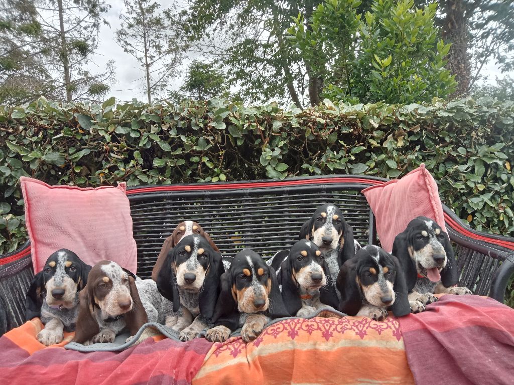 chiot Basset bleu de Gascogne du Rallye Gascon Normand