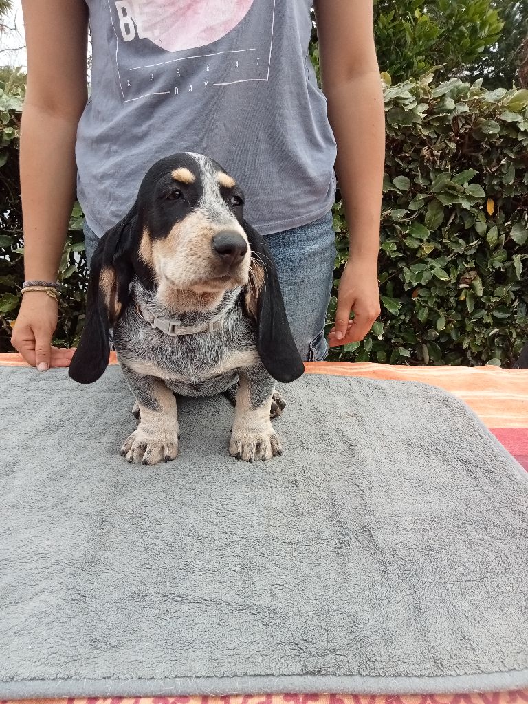 du Rallye Gascon Normand - Chiot disponible  - Basset bleu de Gascogne