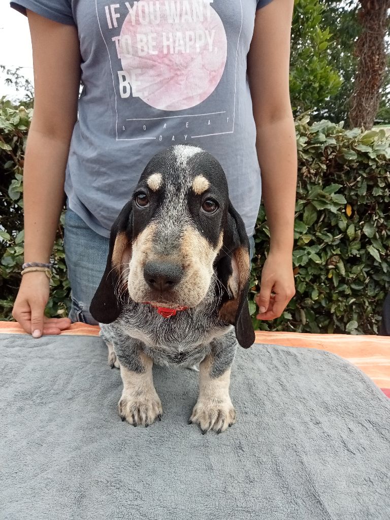 du Rallye Gascon Normand - Chiot disponible  - Basset bleu de Gascogne