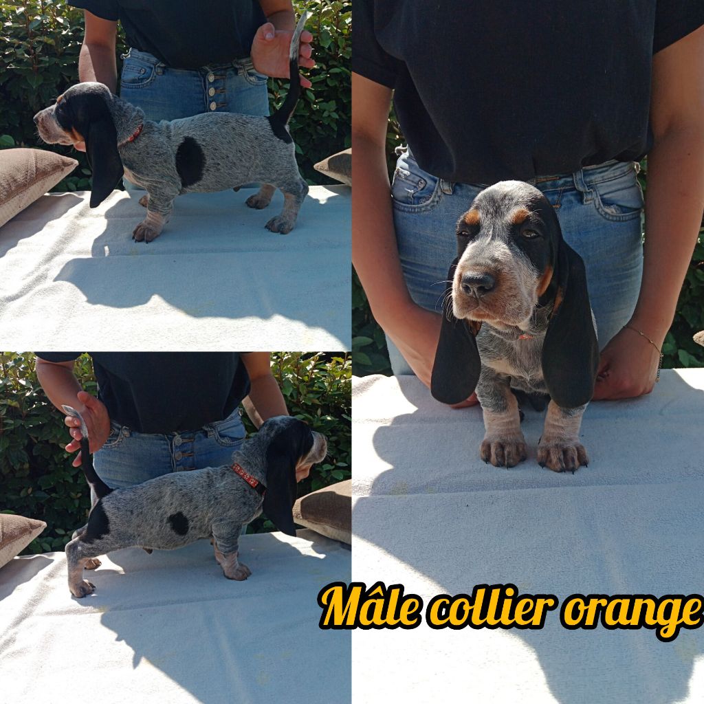 du Rallye Gascon Normand - Chiots disponibles - Basset bleu de Gascogne