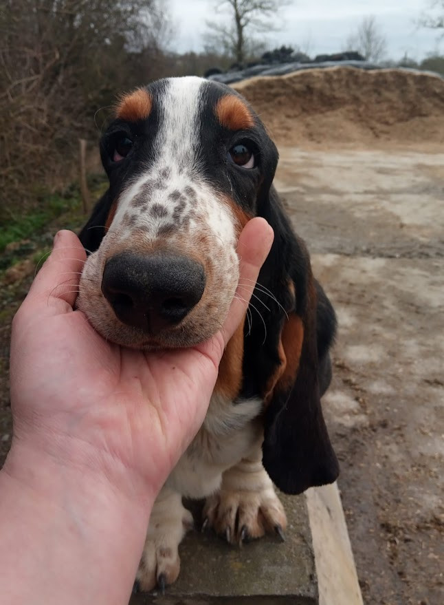 du Rallye Gascon Normand - Chiots disponibles - Basset Hound