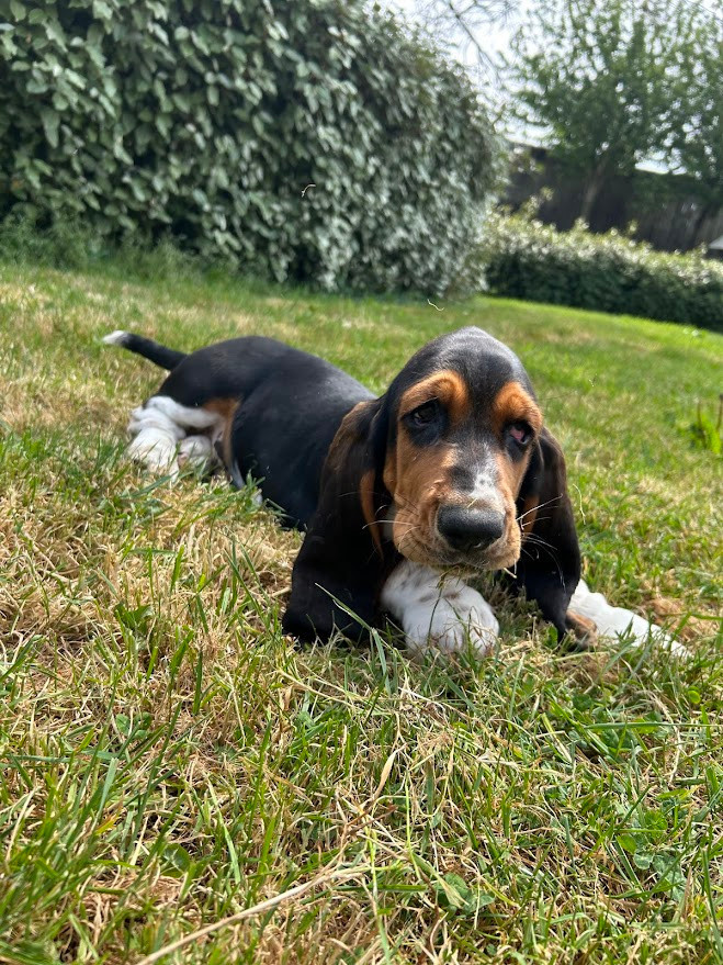 du Rallye Gascon Normand - Chiots disponibles - Basset Hound