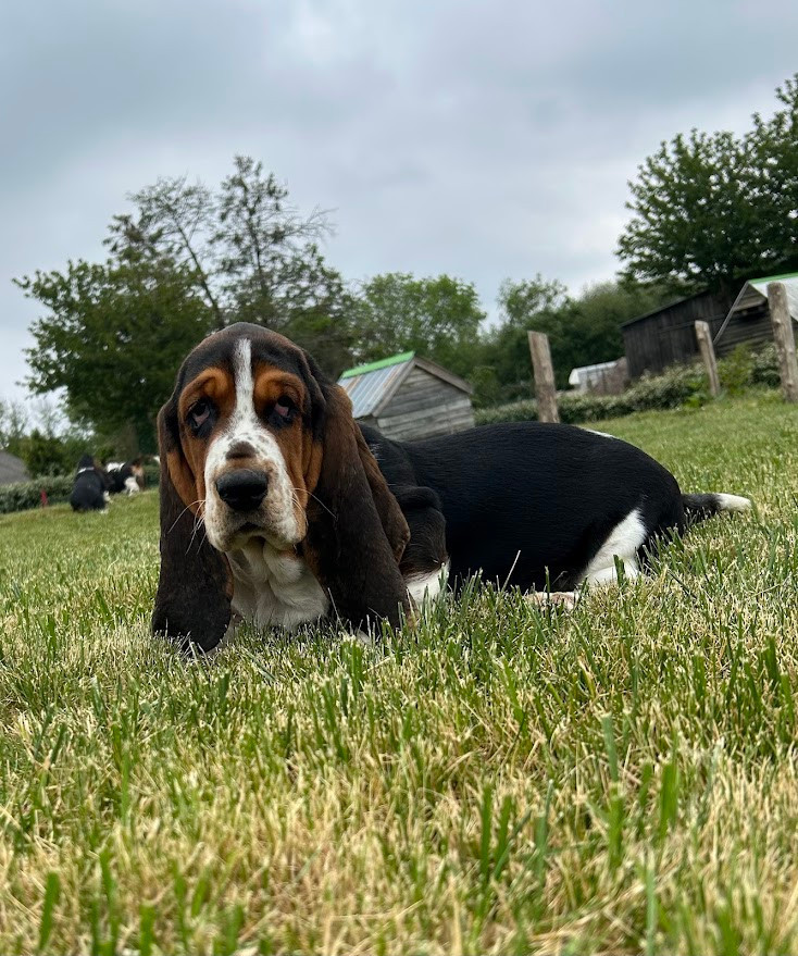 du Rallye Gascon Normand - Chiots disponibles - Basset Hound