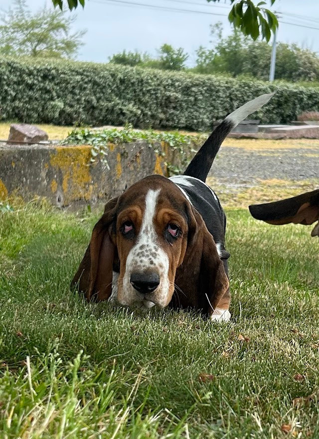 du Rallye Gascon Normand - Chiots disponibles - Basset Hound
