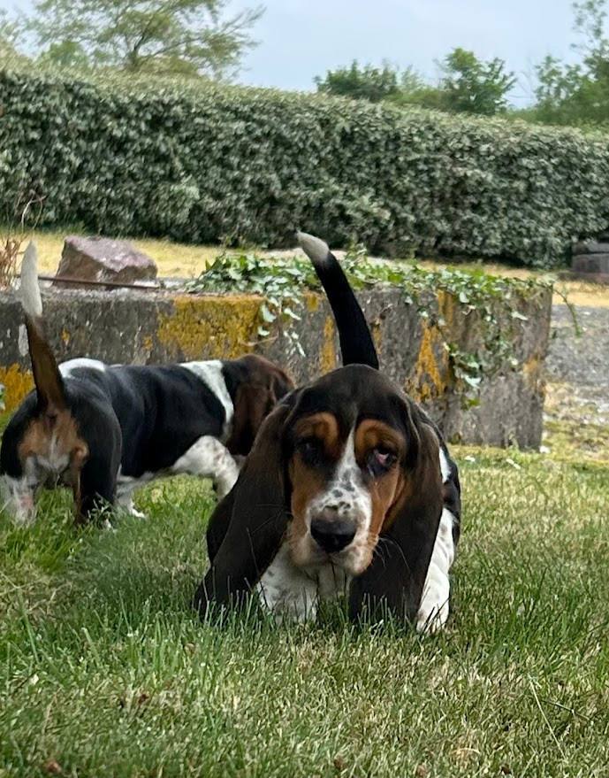 du Rallye Gascon Normand - Chiots disponibles - Basset Hound