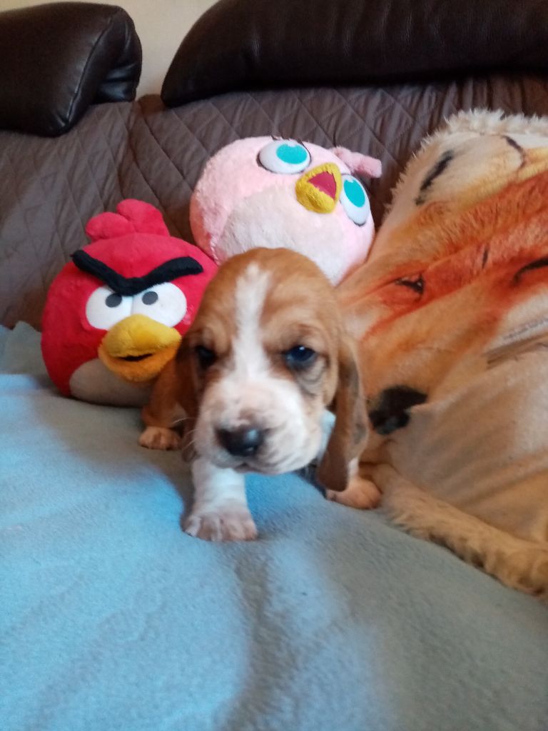 du Rallye Gascon Normand - Basset Hound - Portée née le 29/06/2020