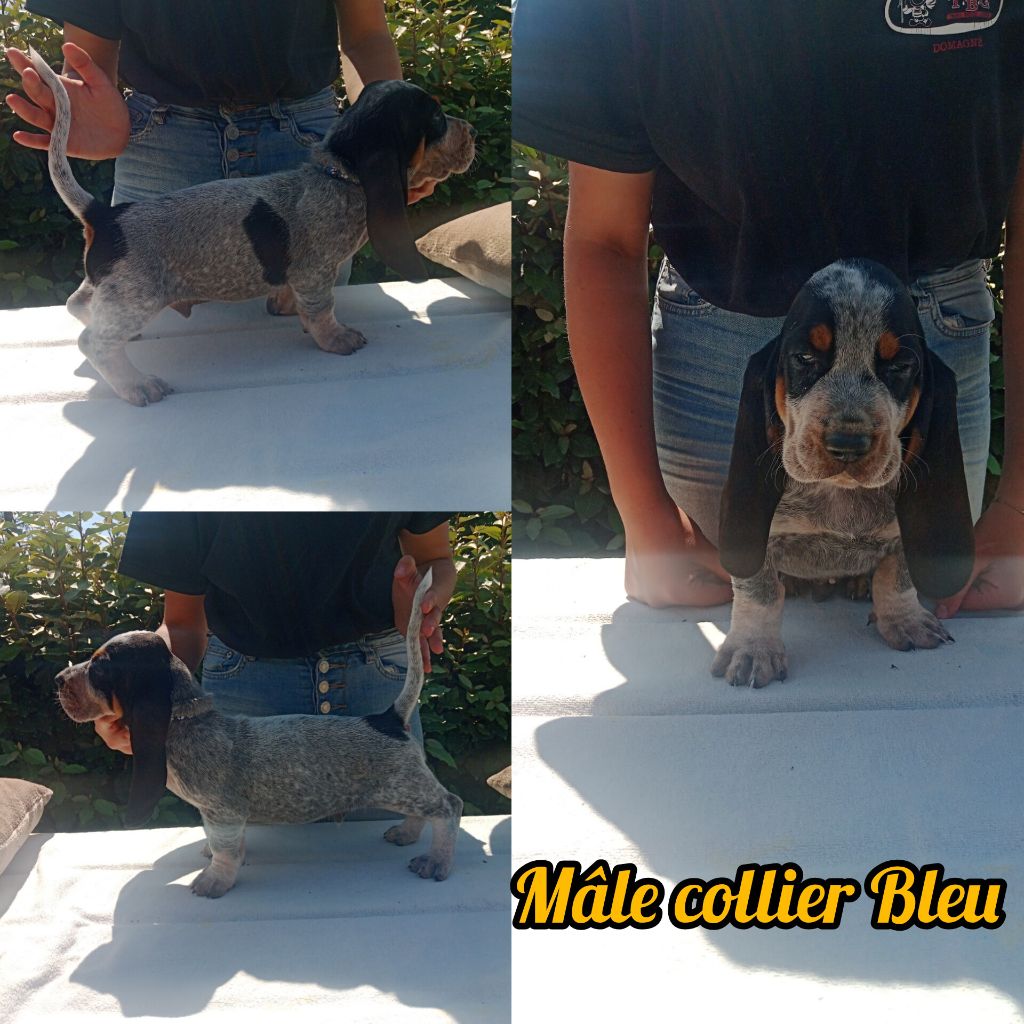 du Rallye Gascon Normand - Chiots disponibles - Basset bleu de Gascogne