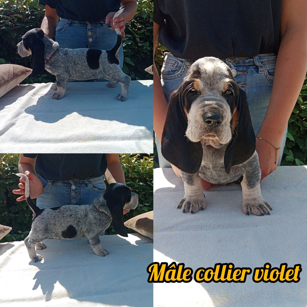 du Rallye Gascon Normand - Chiots disponibles - Basset bleu de Gascogne