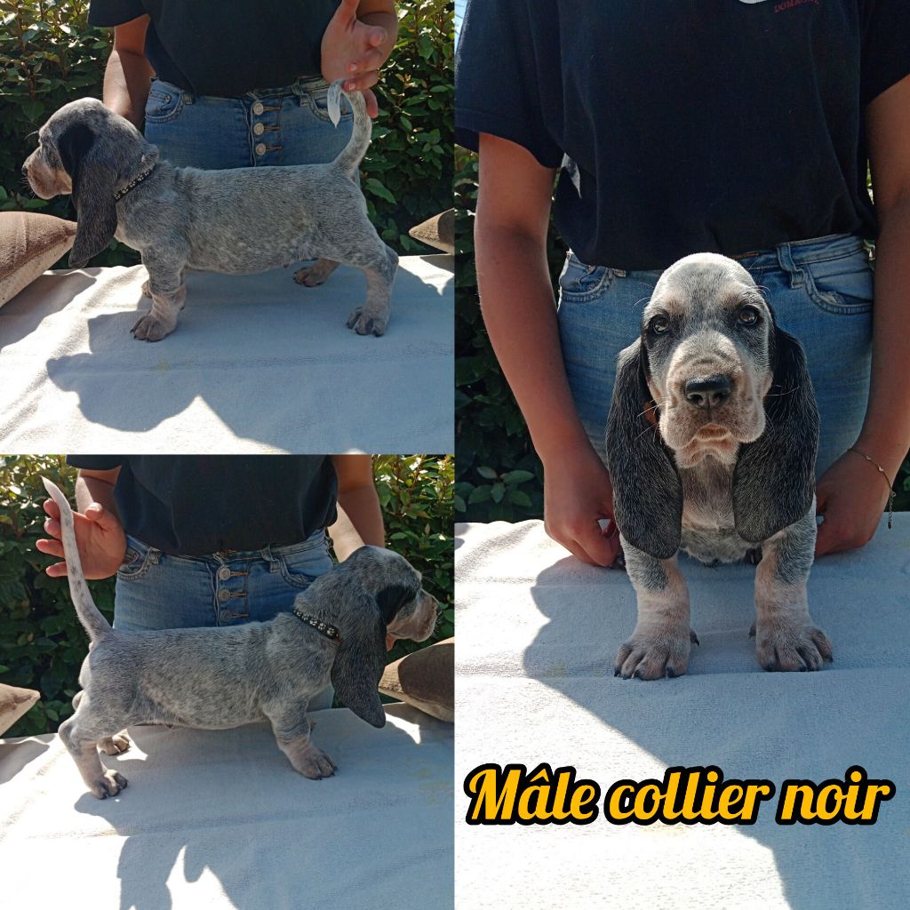 du Rallye Gascon Normand - Chiots disponibles - Basset bleu de Gascogne