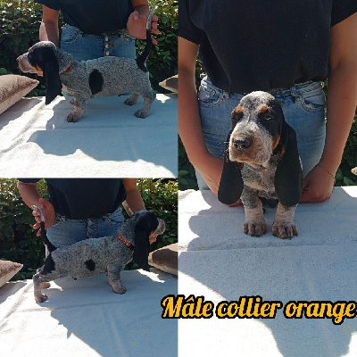 MALE COLLIER ORANGE