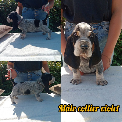 MALE COLLIER VIOLET