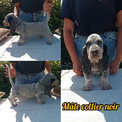 MALE COLLIER NOIR