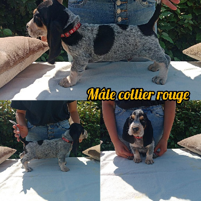 MALE COLLIER ROUGE
