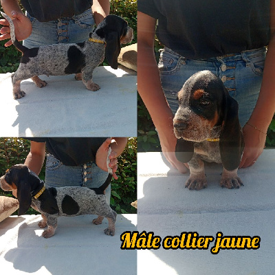 MALE COLLIER JAUNE