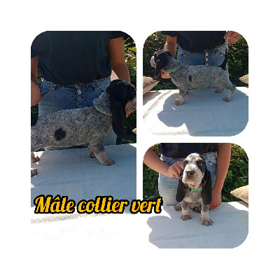 MALE COLLIER VERT
