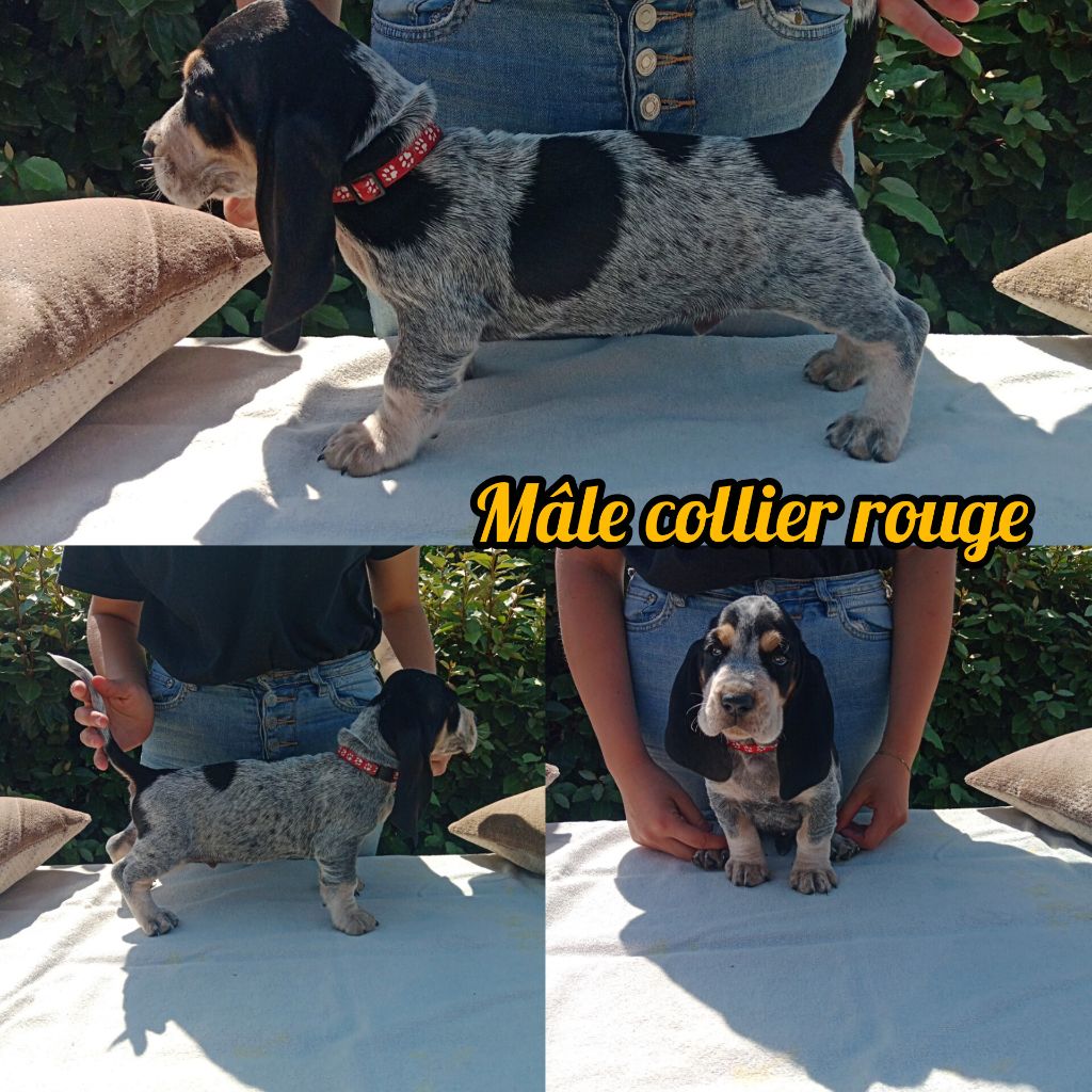 du Rallye Gascon Normand - Chiots disponibles - Basset bleu de Gascogne
