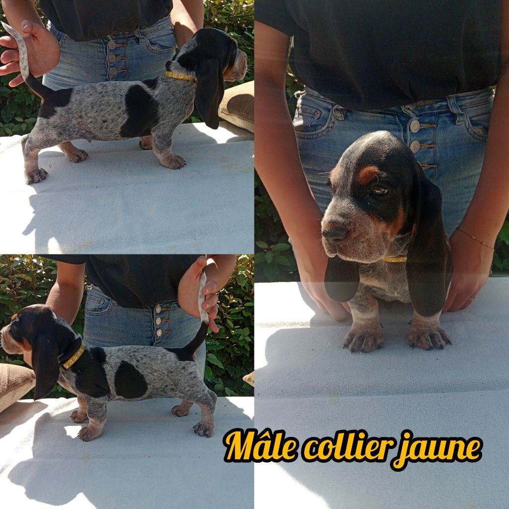 du Rallye Gascon Normand - Chiots disponibles - Basset bleu de Gascogne