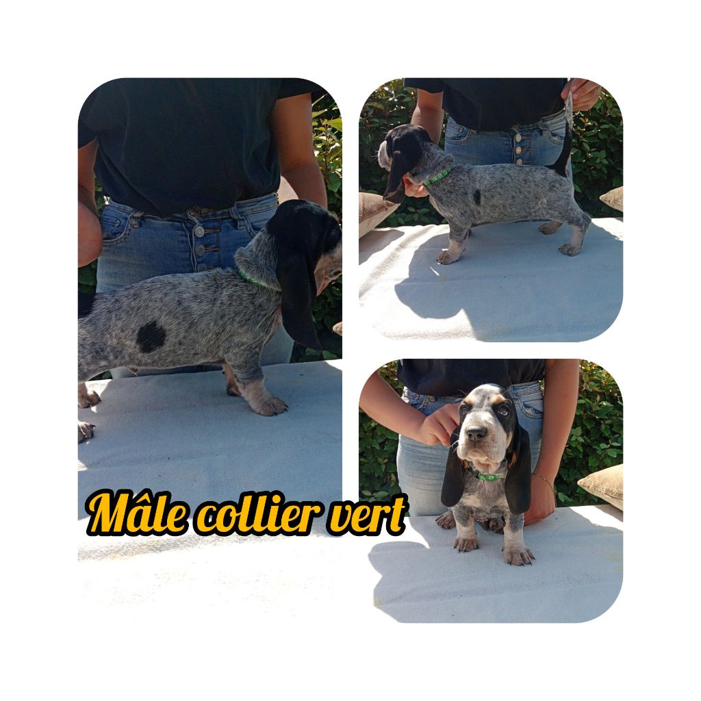 du Rallye Gascon Normand - Chiots disponibles - Basset bleu de Gascogne